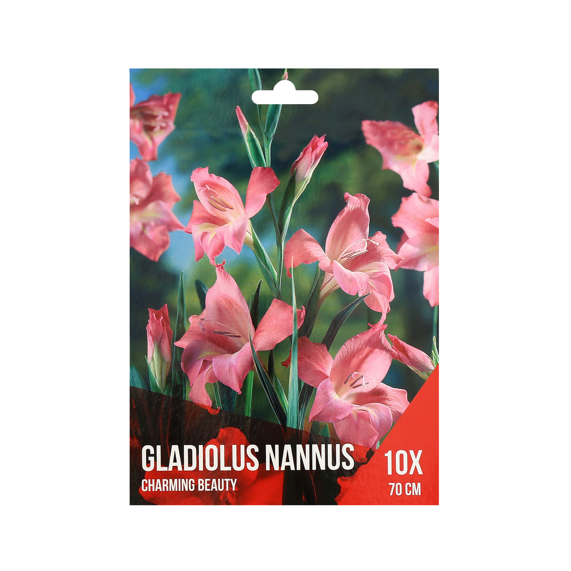 Gladiolo Nannus Rosa 10 Bolbos