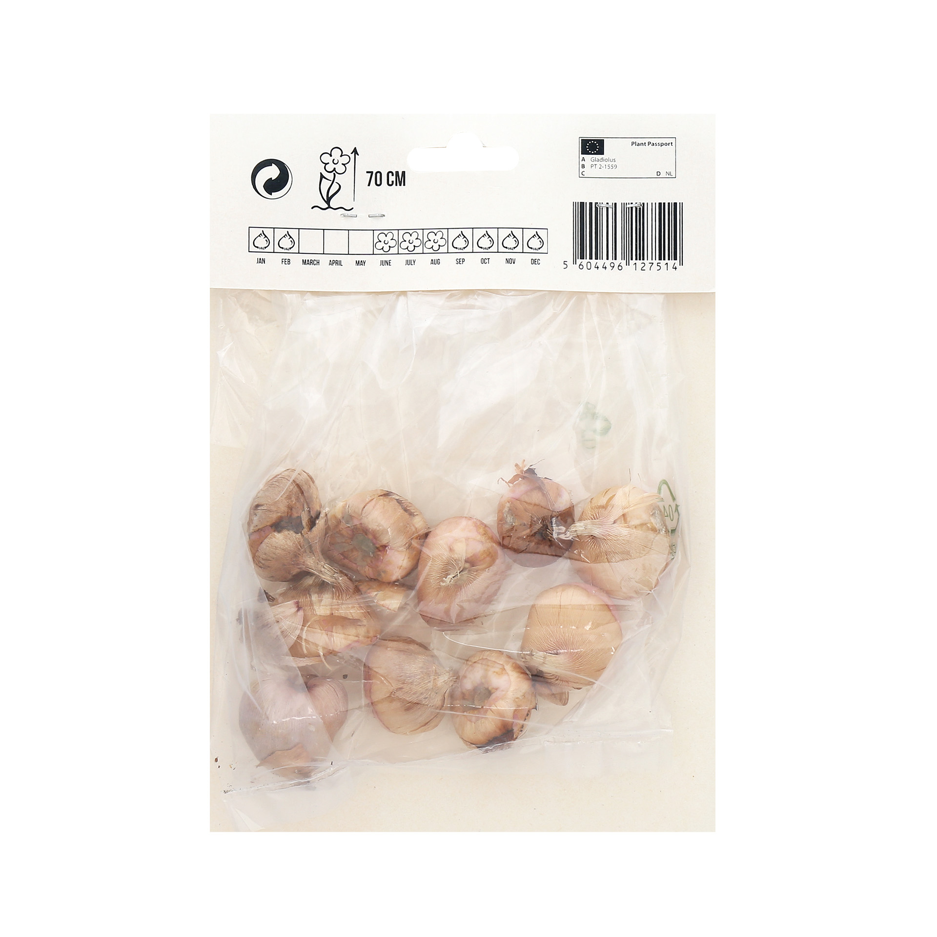 Gladiolo Nannus Rosa 10 Bolbos