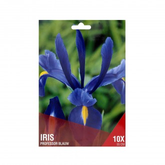 Iris Azul Escuro 10 Bolbos