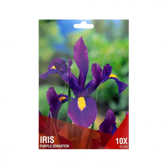 Iris Roxo 10 Bolbos