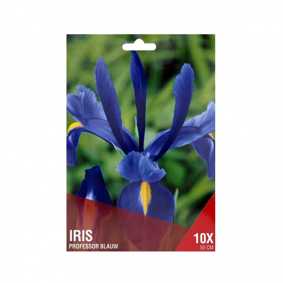 Iris Azul Escuro 10 Bolbos Iris Azul Escuro 10 Bolbos