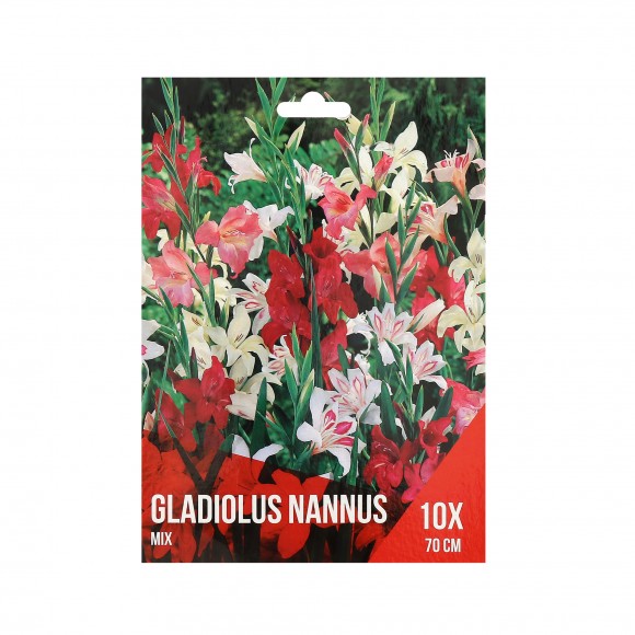 Gladiolo Nannus Mix 10 Bolbos