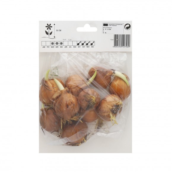 Iris Branco/Amarelo 10 Bolbos