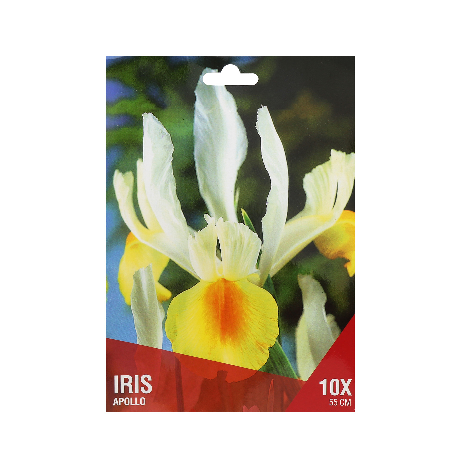 Iris Branco/Amarelo 10 Bolbos