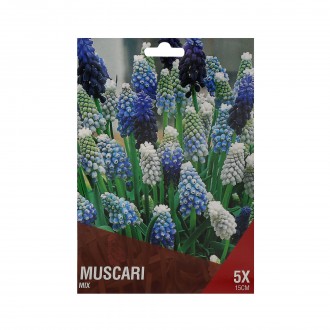 Muscari Mix 5 Bolbos