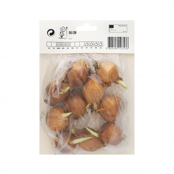 Iris Amarelo 10 Bolbos