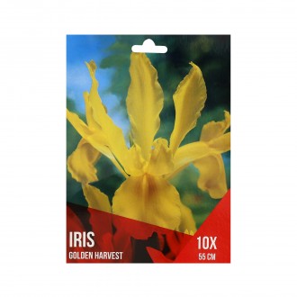 Iris Amarelo 10 Bolbos