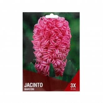 Jacinto Rosa 3 Bolbos