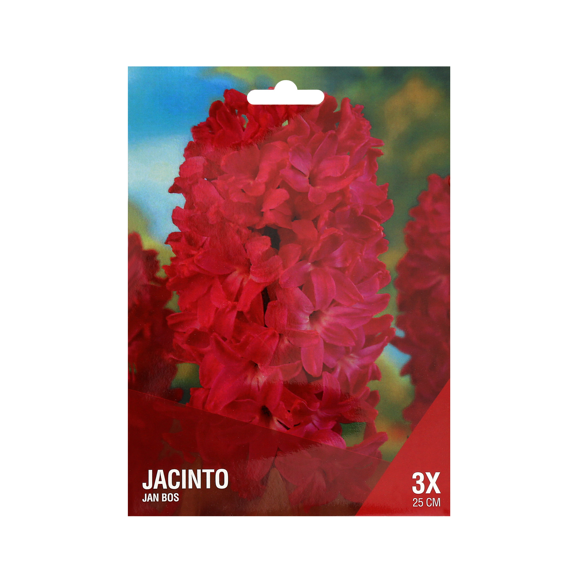 Jacinto Vermelho 3 Bolbos