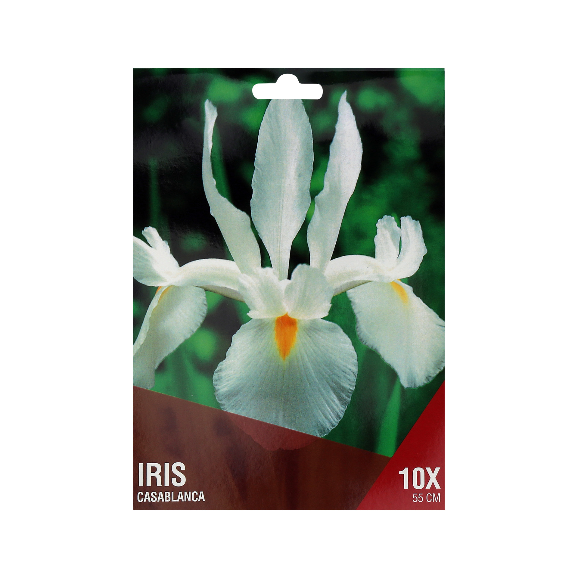 Iris Branco 10 Bolbos