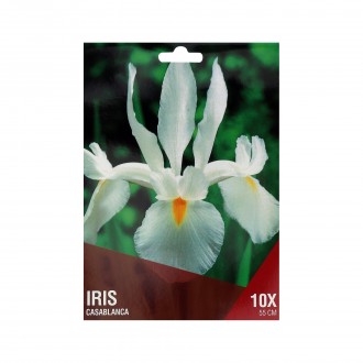 Iris Branco 10 Bolbos