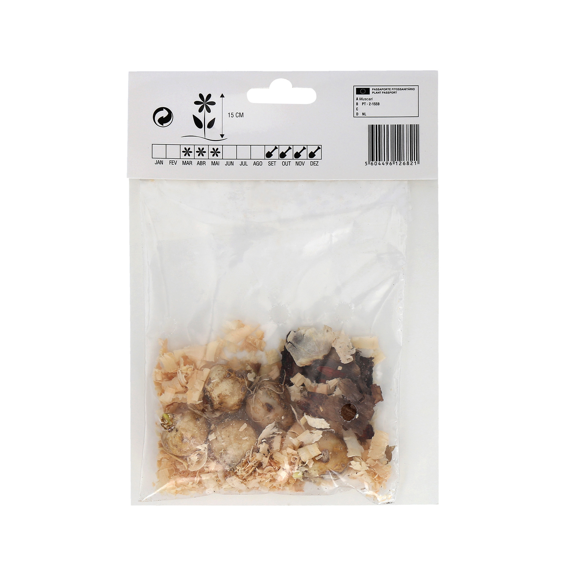 Muscari Azul 5 Bolbos