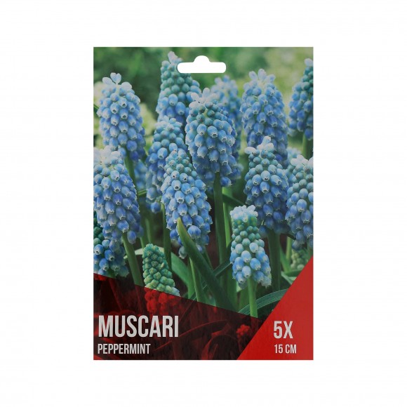 Muscari Azul Claro 5 Bolbos Muscari Azul Claro 5 Bolbos