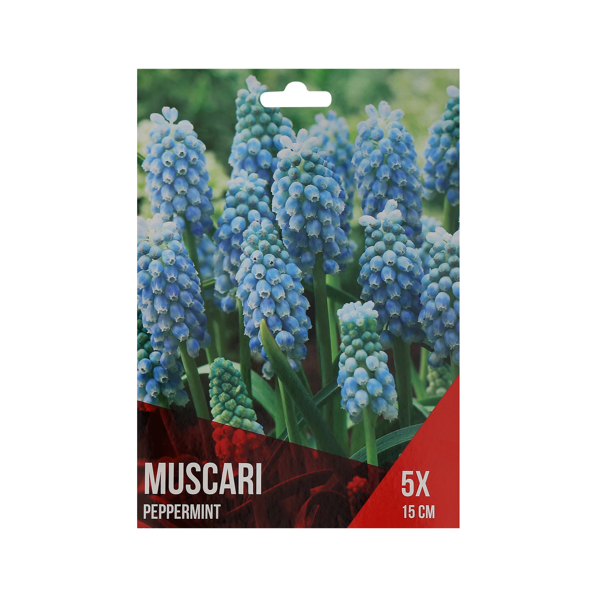 Muscari Azul Claro 5 Bolbos