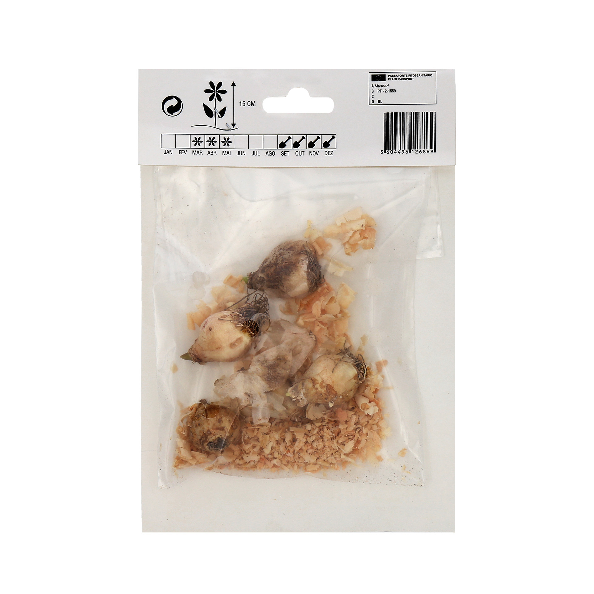 Muscari Azul/Roxo 5 Bolbos