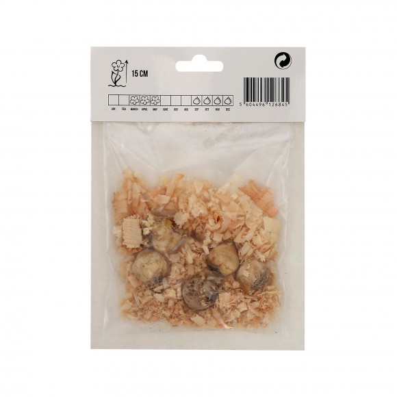 Muscari Azul Claro 5 Bolbos Muscari Azul Claro 5 Bolbos