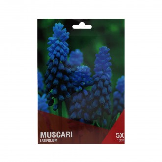 Muscari Azul/Roxo 5 Bolbos