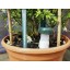 KIT CONE REGA EM VASO 3+2UN
