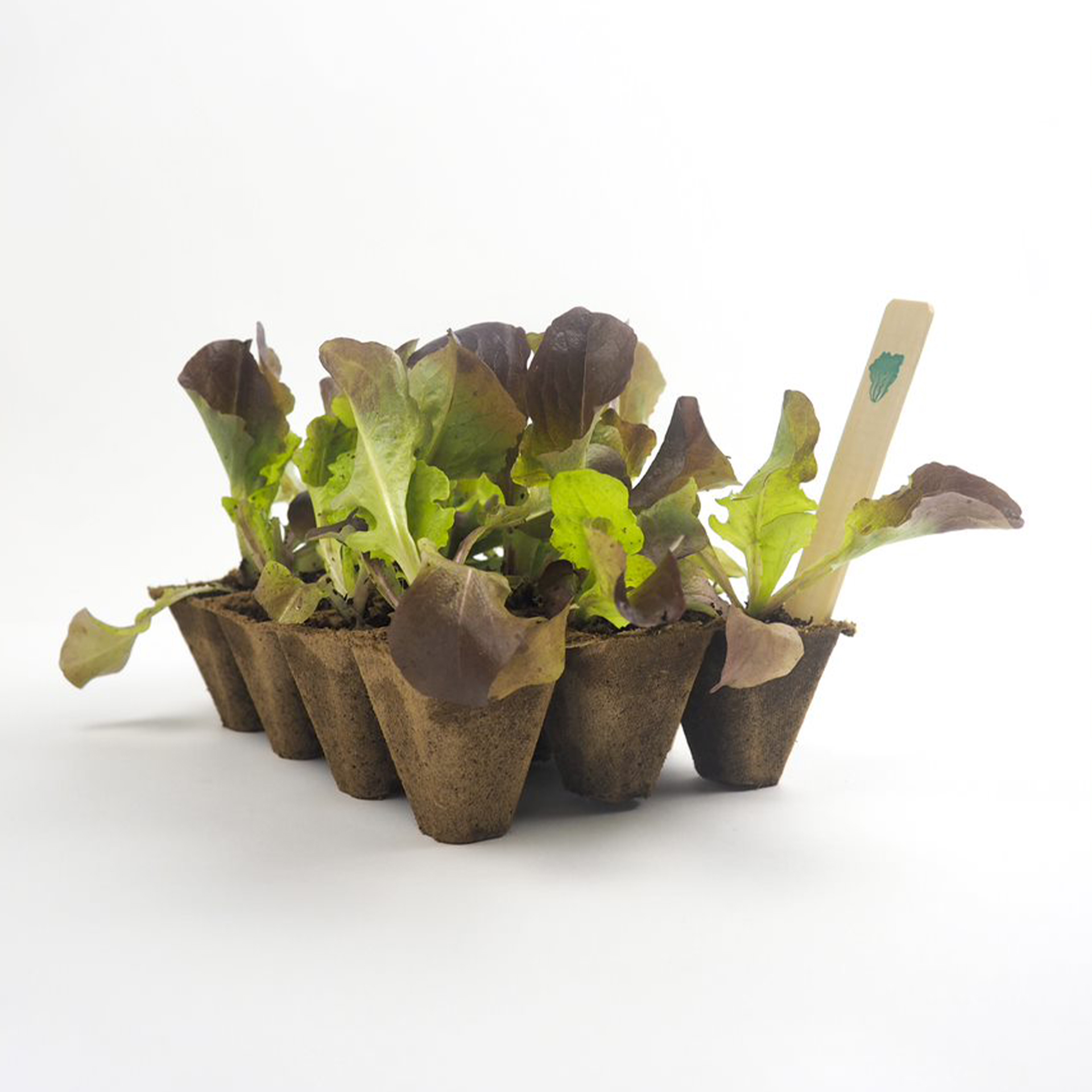 Tabuleiro Biodegradável 12 Alvéolos 12 UN J&N