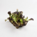 Tabuleiro Biodegradável 12 Alvéolos 12 UN J&N Tabuleiro Biodegradável 12 Alvéolos 12 UN J&N