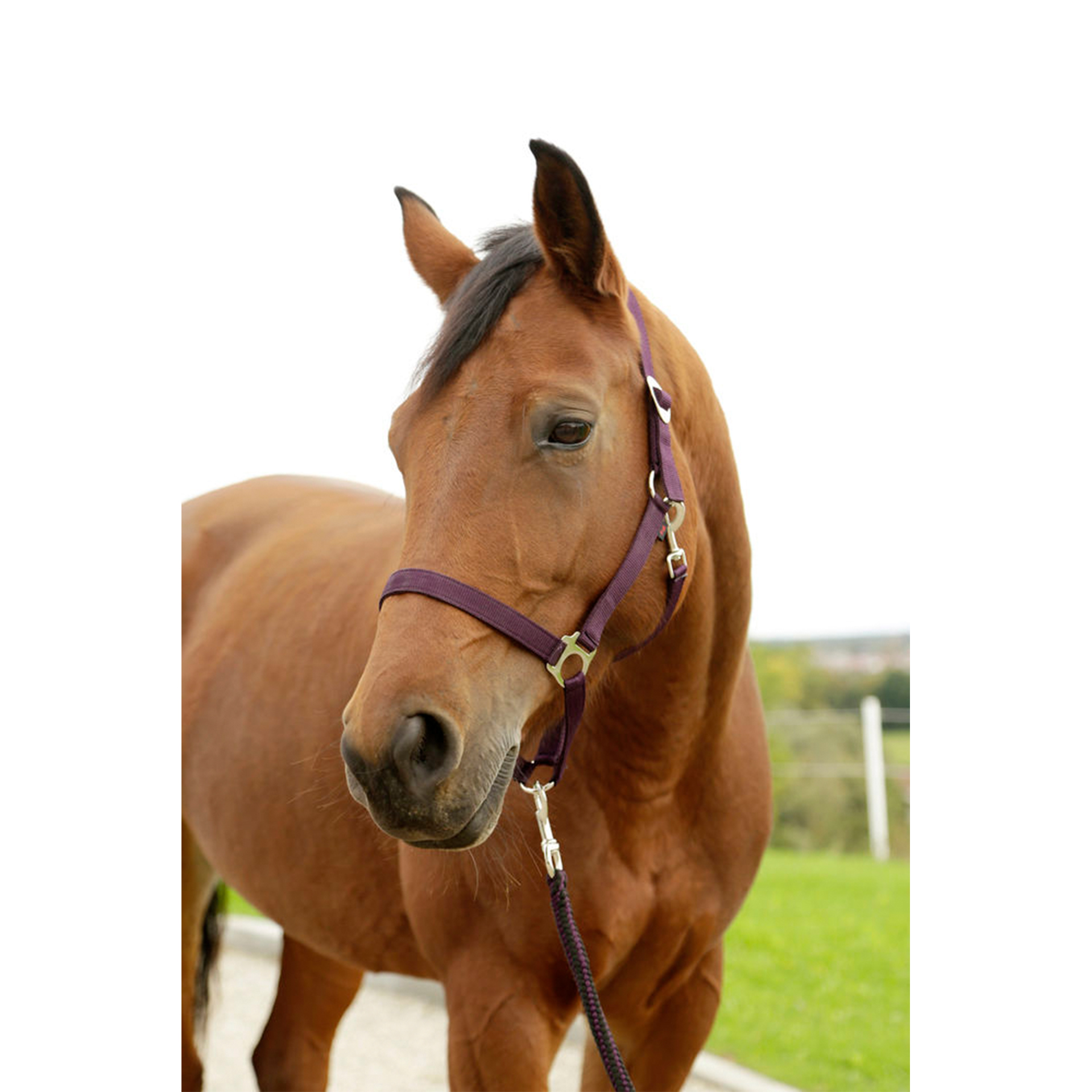 Cabeçada Hippo Nylon Castanho N 0 COVALLIERO