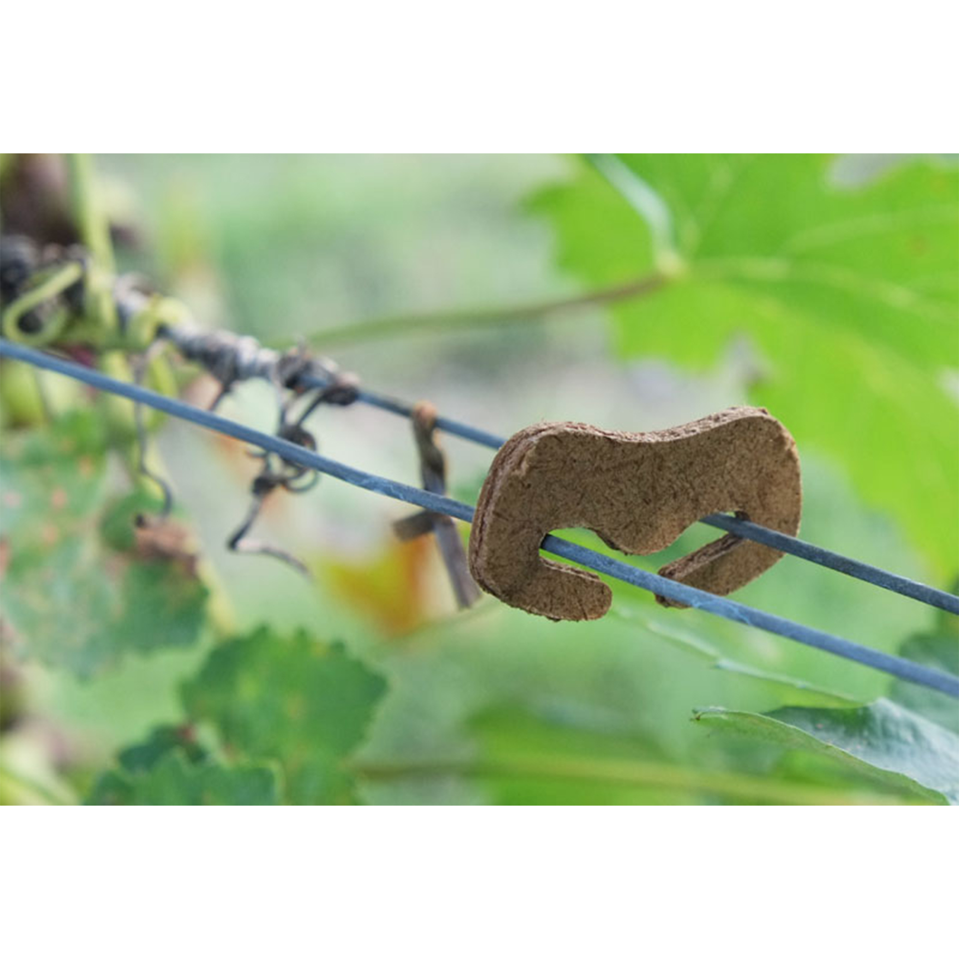 Clip Bio-Degradável Grande 5000 UN