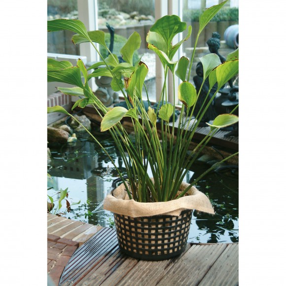 Acessrio Lagos Cesto Redondo Plantas  21CM UBBINK