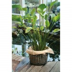 Acessório Lagos Cesto Redondo Plantas  21CM UBBINK Acessório Lagos Cesto Redondo Plantas  21CM UBBINK