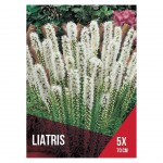 Liatris Branco 5 Bolbos