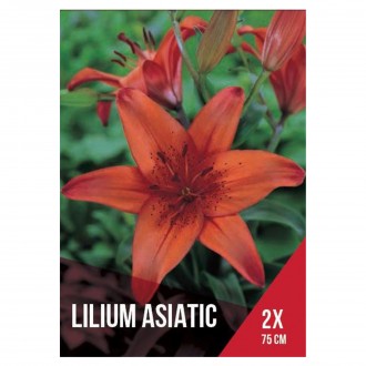 Lilium Asitico Laranja 2 Bolbos