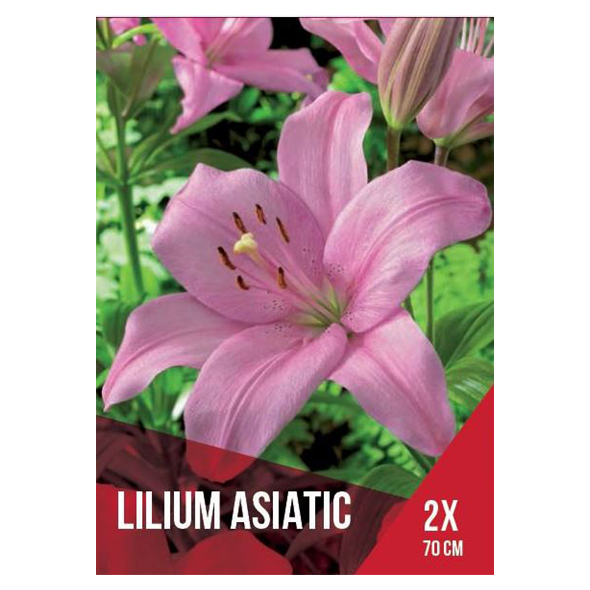 Lilium Asiático Rosa 2 Bolbos