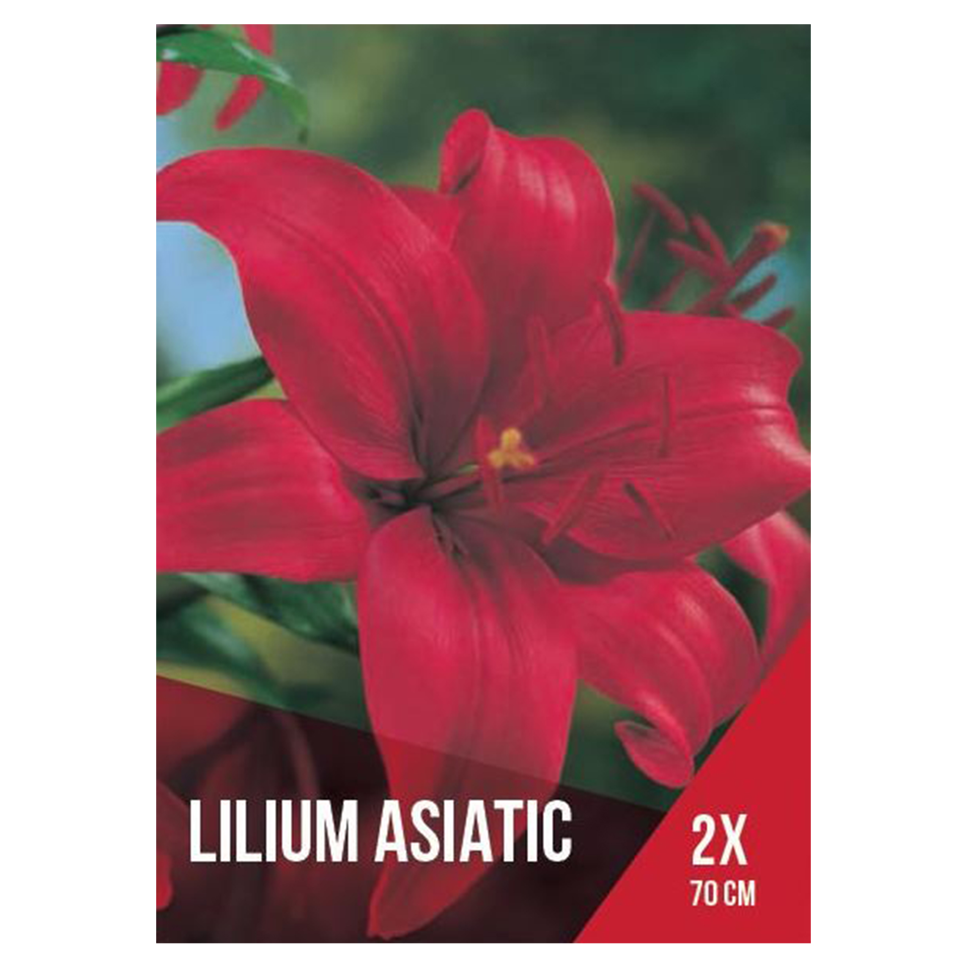 Lilium Asiático Vermelho 2 Bolbos