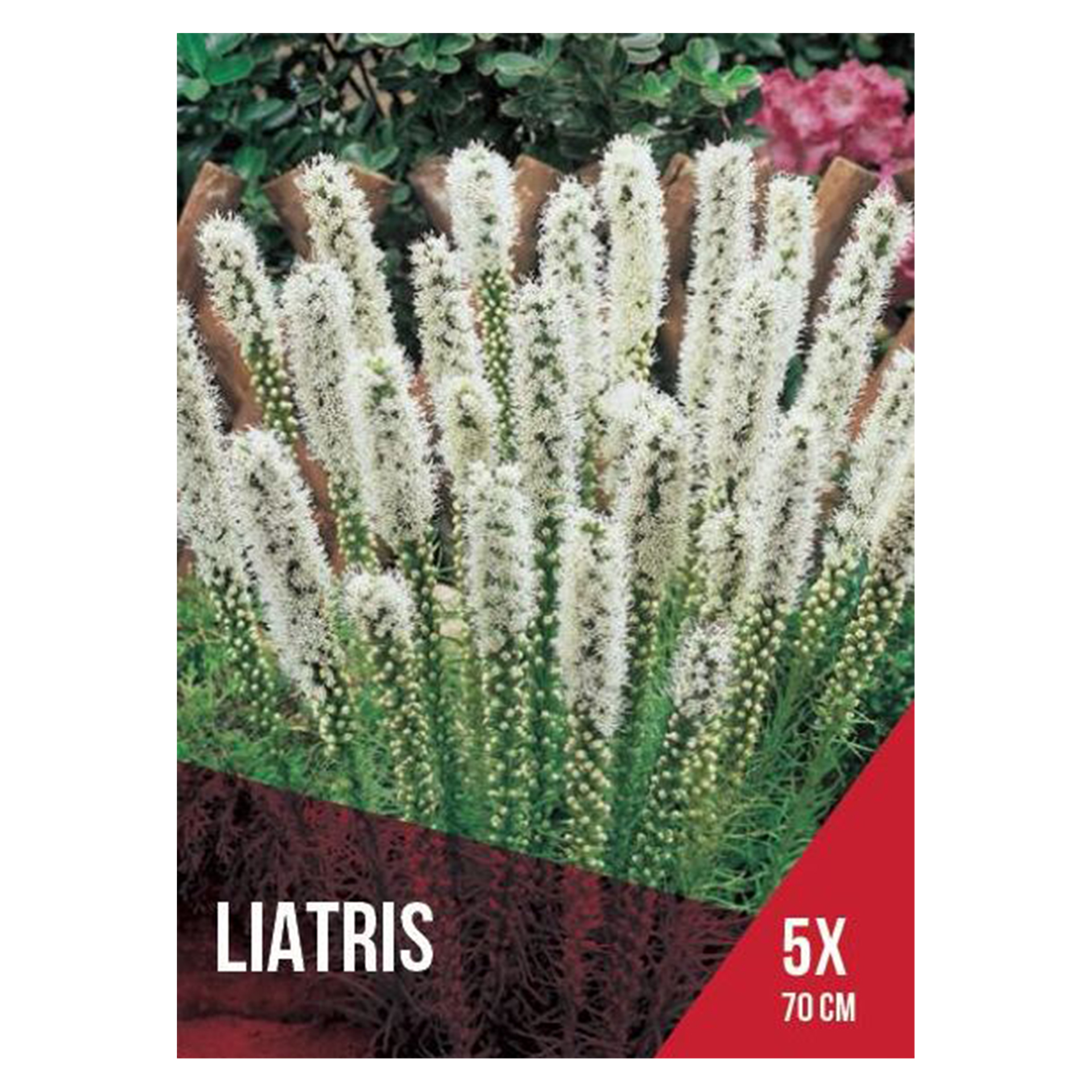 Liatris Branco 5 Bolbos