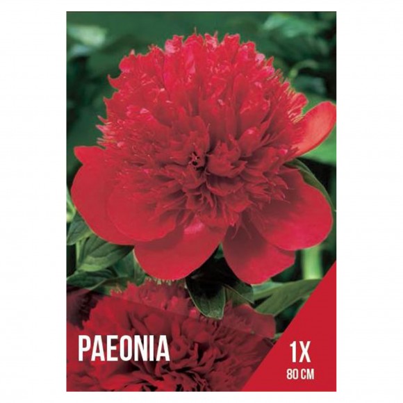 Paeonia Vermelha 1 Bolbo