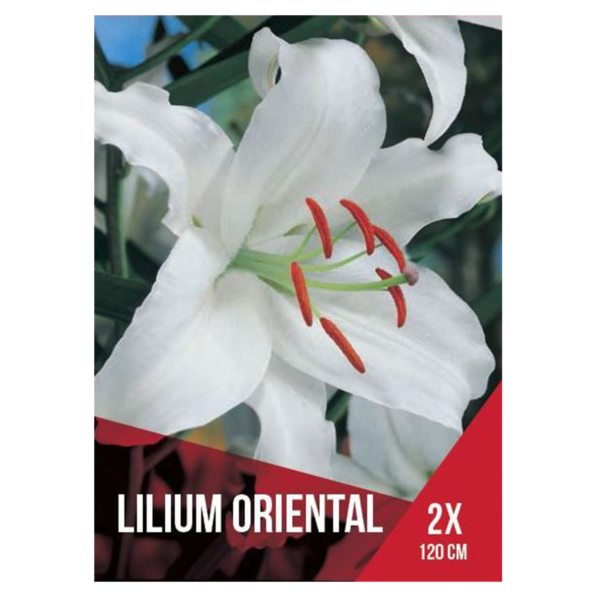 Lilium Oriental Branco 2 Bolbos