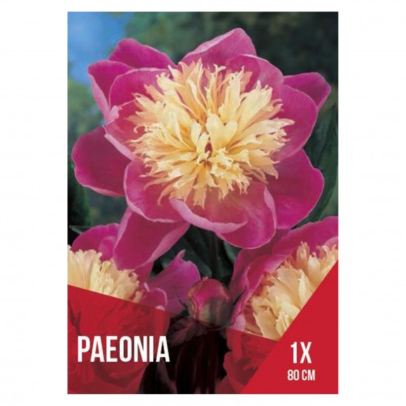 Paeonia Bowl Of Beauty 1 Bolbo