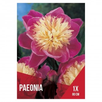 Paeonia Bowl Of Beauty 1 Bolbo