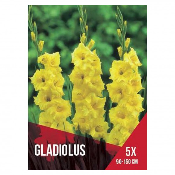 Gladiolo Amarelo 5 Bolbos