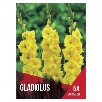 Gladiolo Amarelo 5 Bolbos