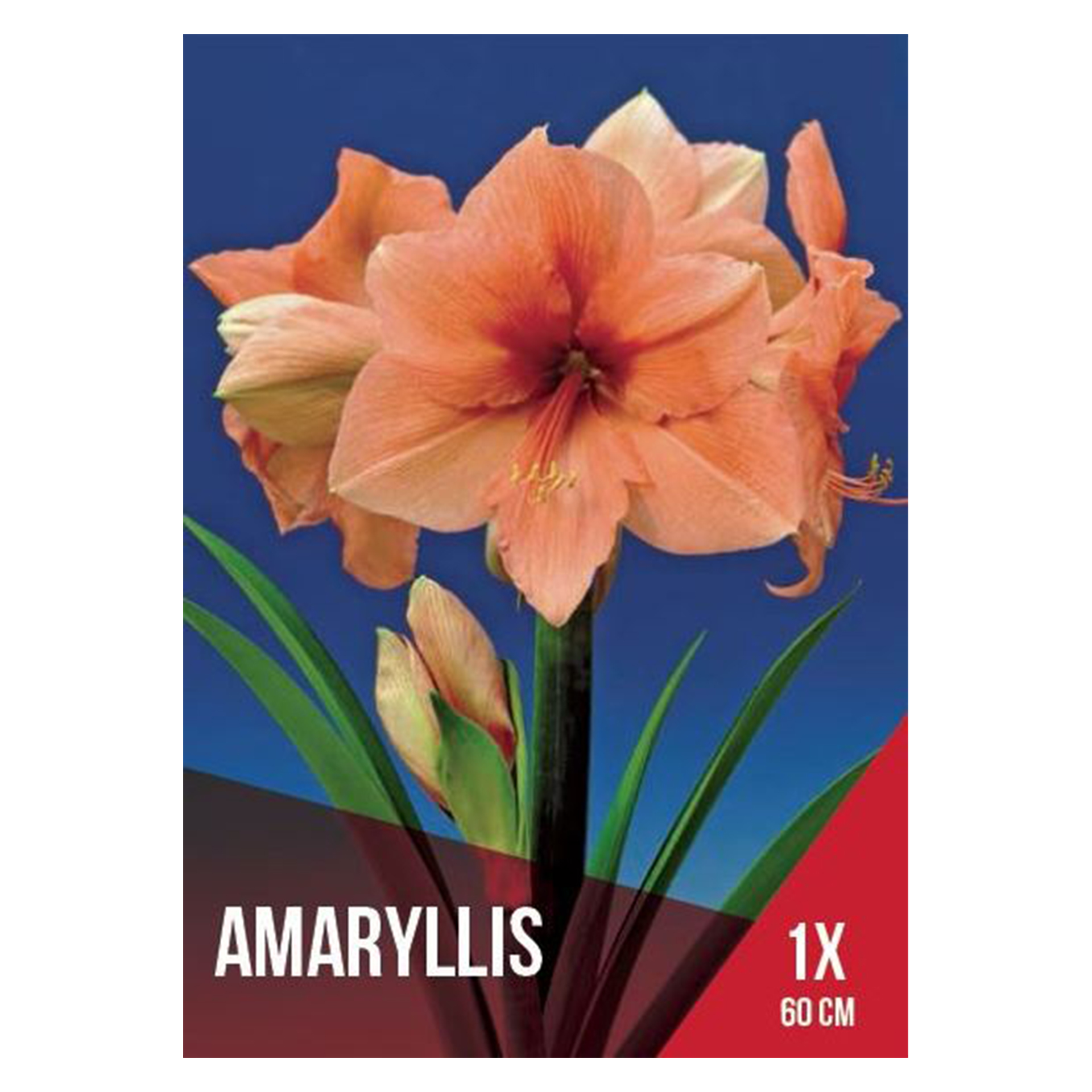 Amarilos Singelos Rilona Bolbo 10