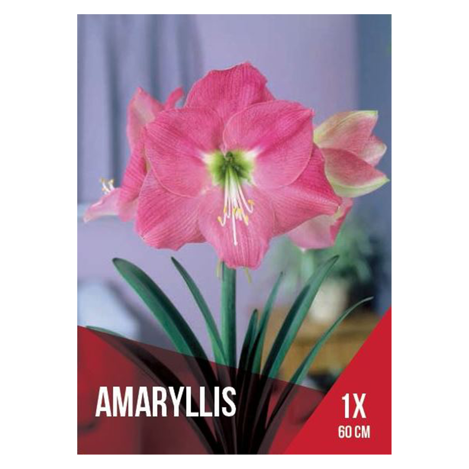 Amarilios Rosa 10 Bolbos