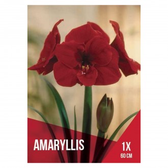 Amarilio Vermelho Escuro 1 Bolbo