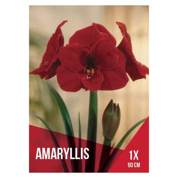 Amarilio Vermelho Escuro 1 Bolbo