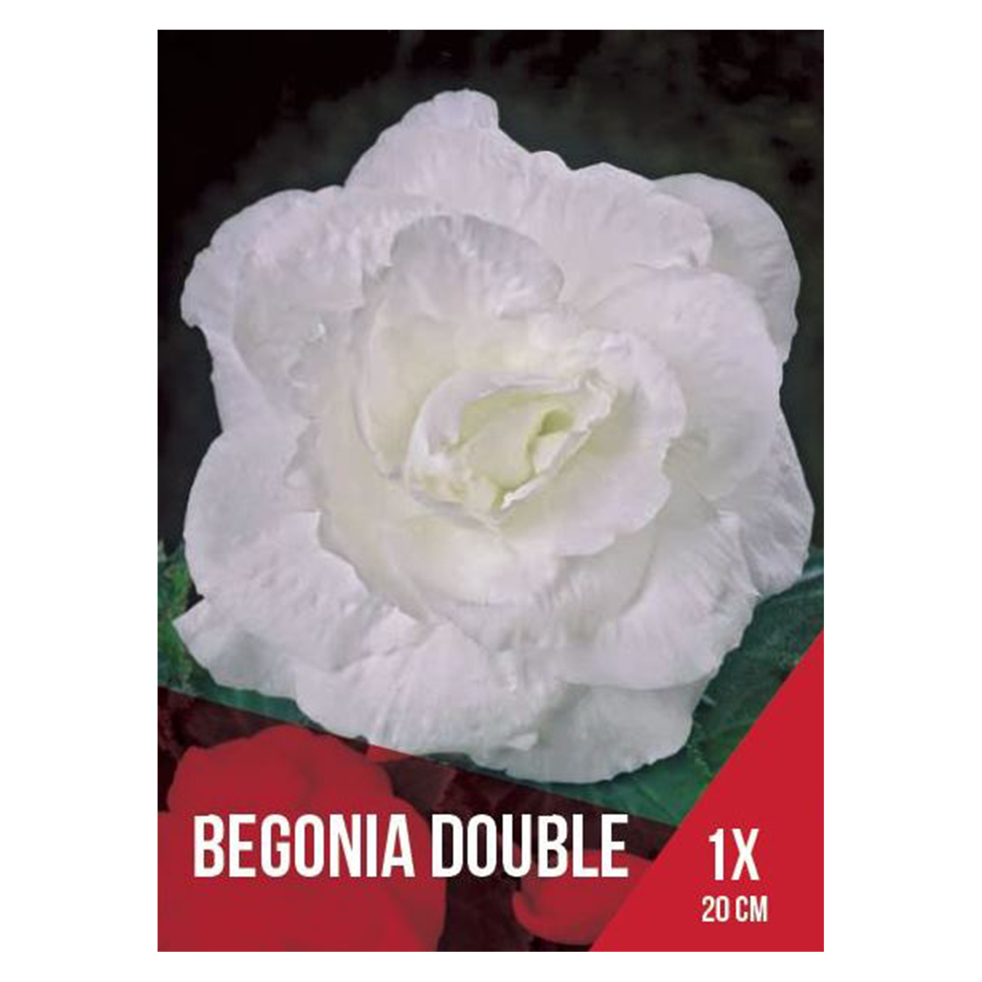 Begónia Dobrada Branca 1 Bolbo