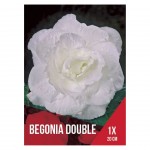 Begnia Dobrada Branca 1 Bolbo