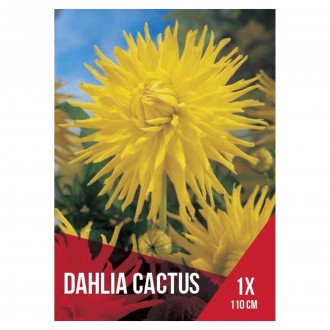 Dlia Cactus Amarela 1 Bolbo
