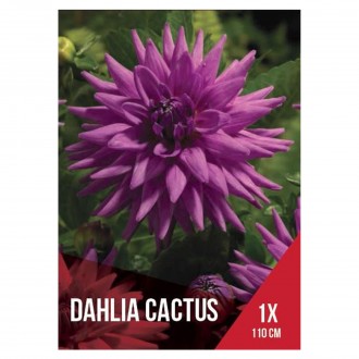 Dlia Cactus Roxa 1 Bolbo