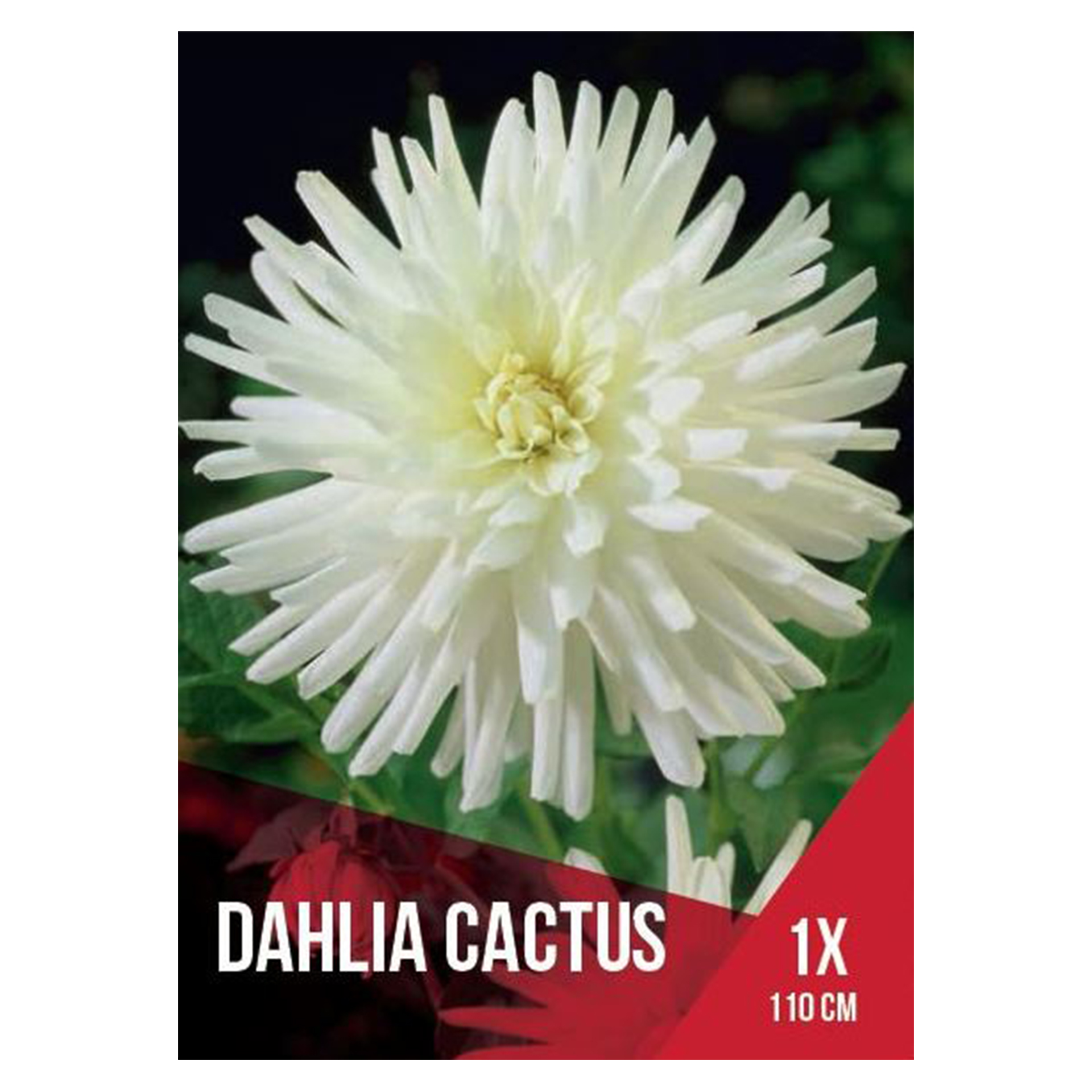 Dália Cactus Branca 1 Bolbo