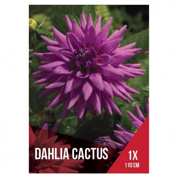 Dlia Cactus Roxa 1 Bolbo