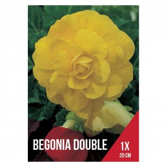 Begnia Dobrada Amarela 1 Bolbo